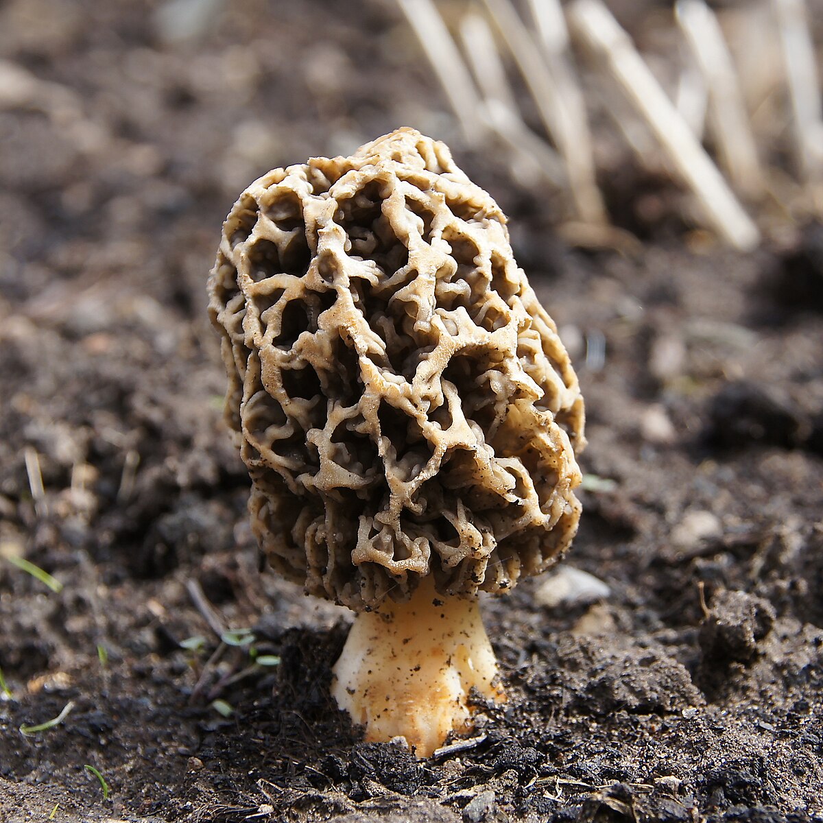 Yellow Morel reference