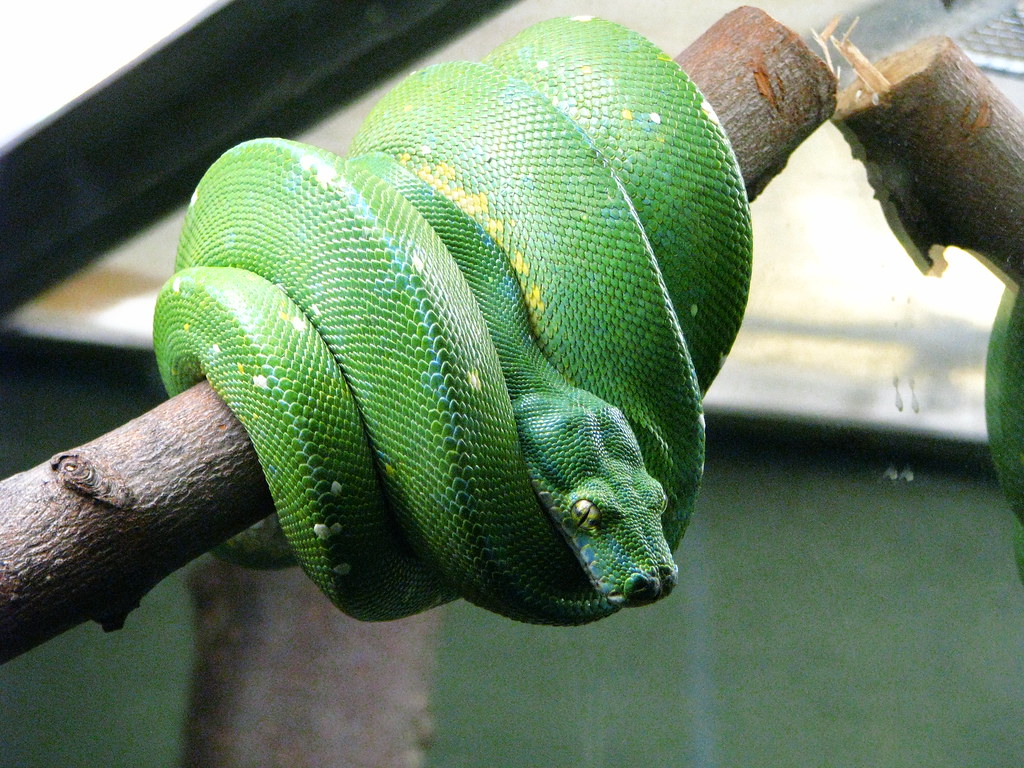 Green Tree Python reference