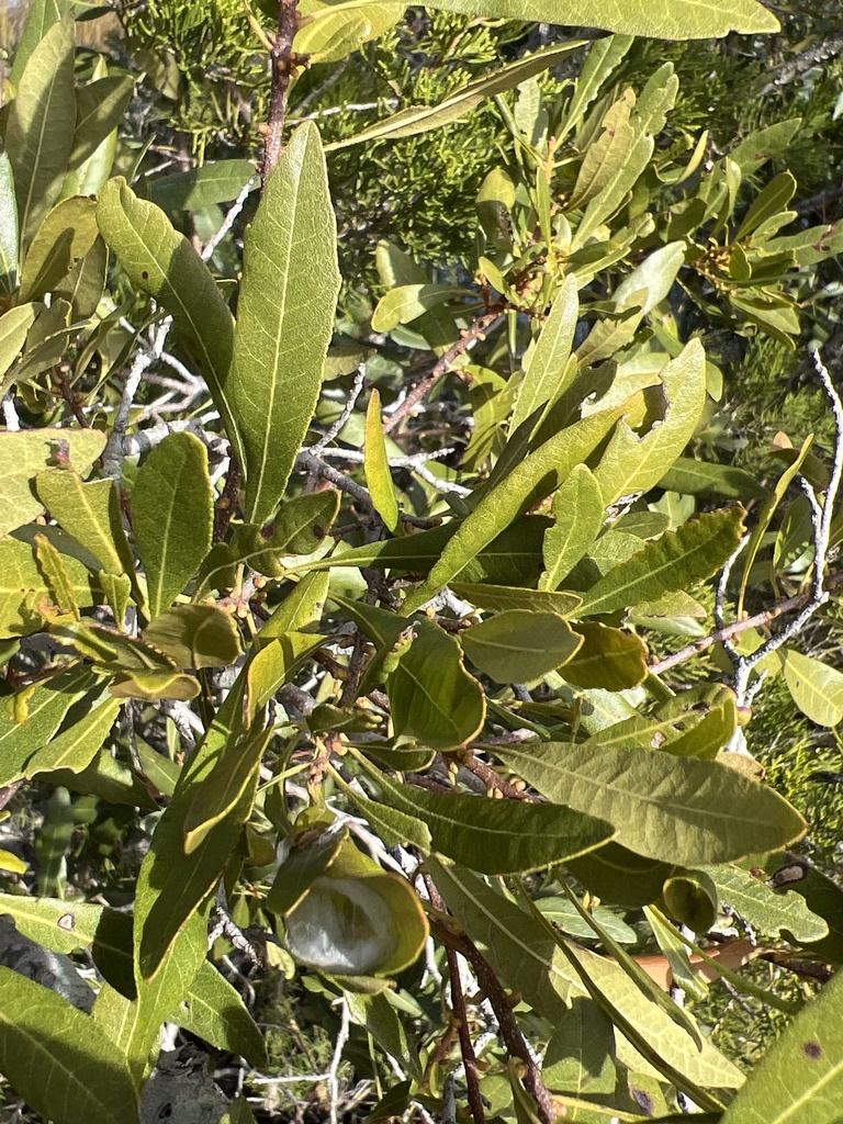 wax myrtle reference