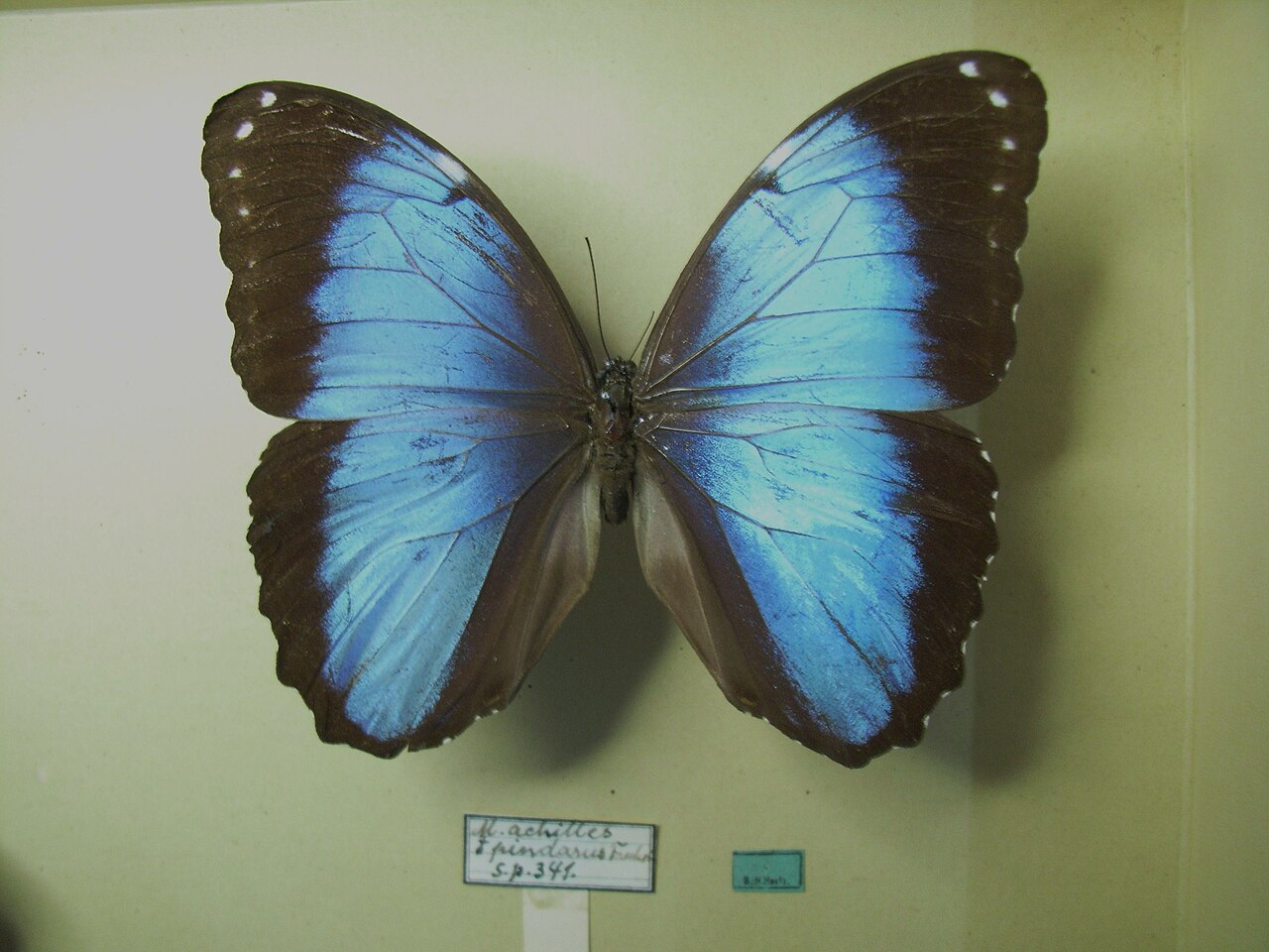 Helenor Morpho Butterfly reference