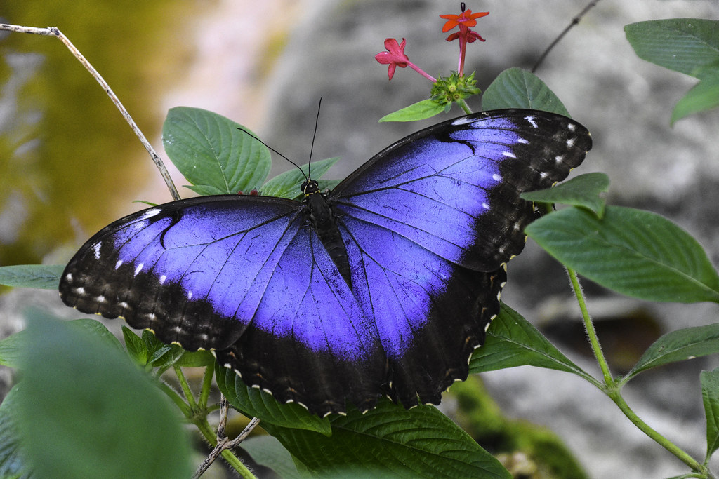 Blue Morpho Butterfly reference