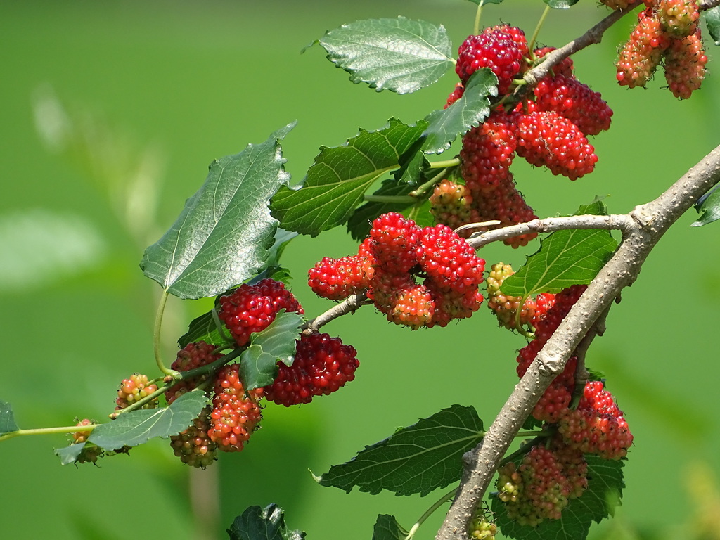 White Mulberry reference
