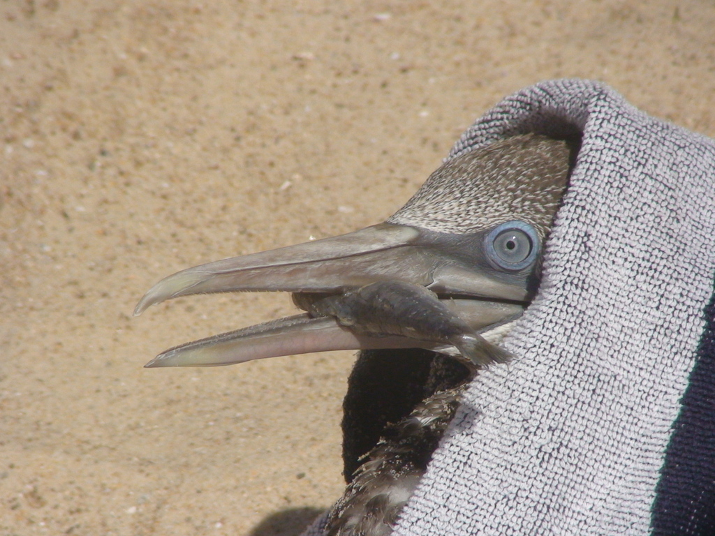 Northern Gannet reference