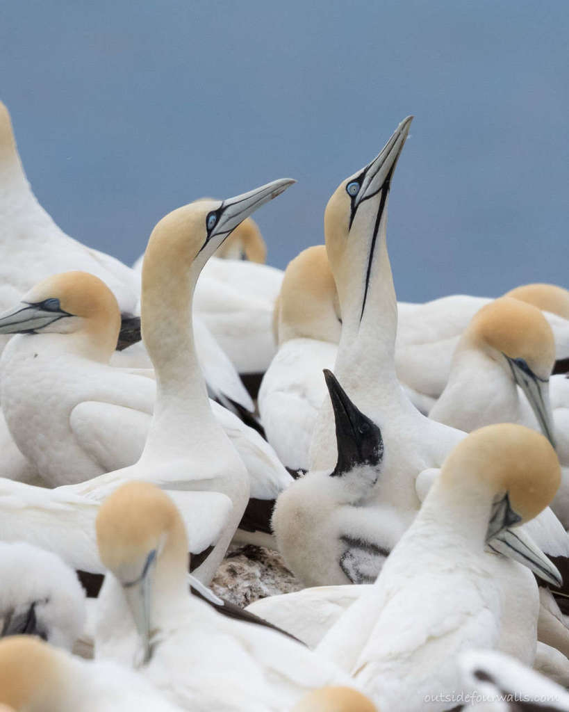 Cape Gannet reference