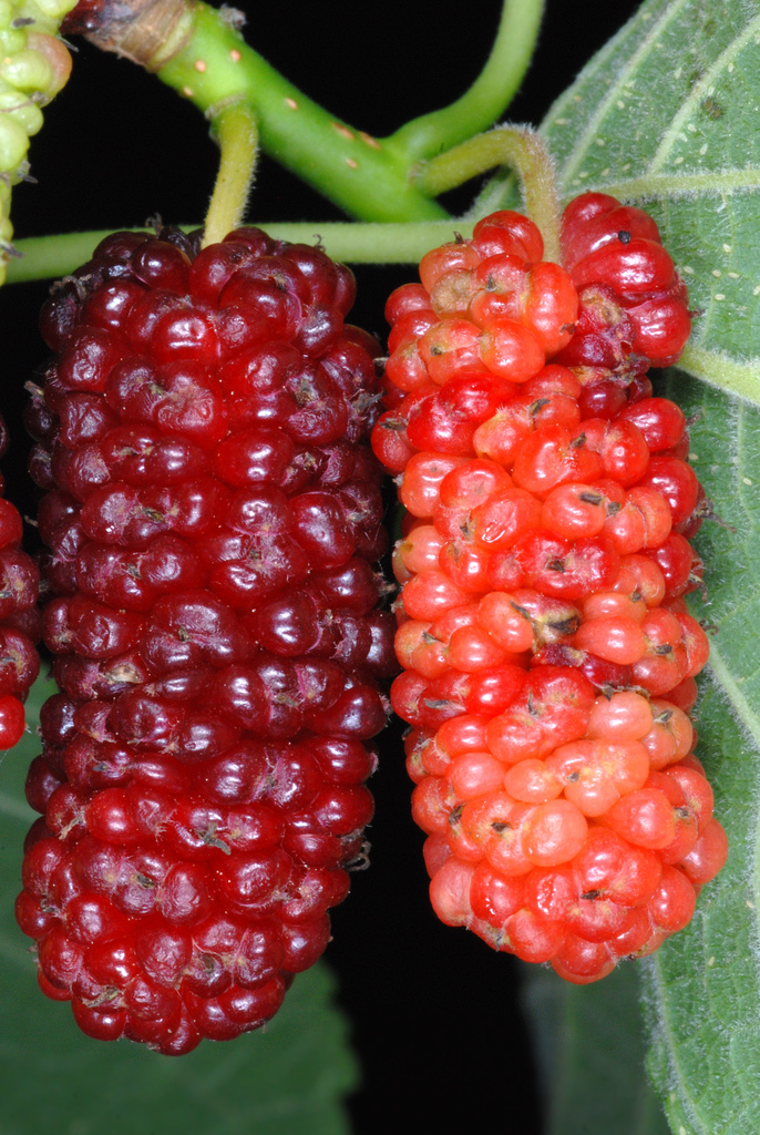 Red Mulberry reference
