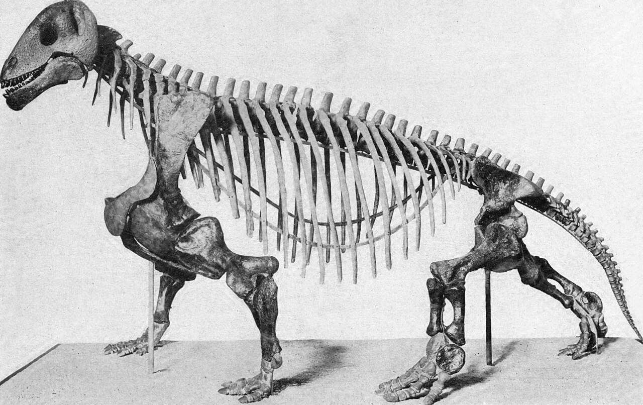 Moschops capensis reference