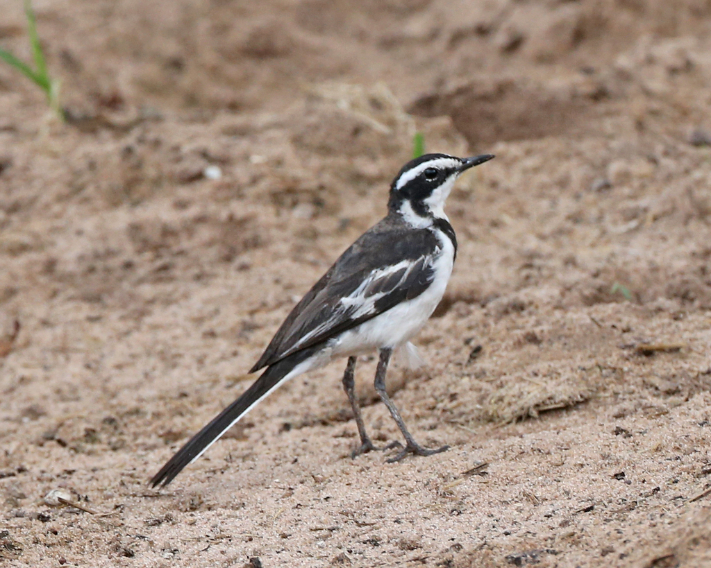 African Pied Wagtail reference