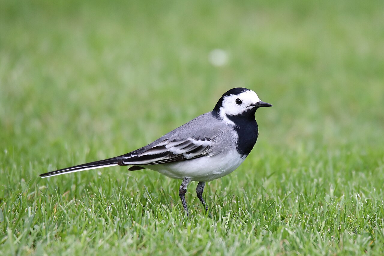 White Wagtail reference