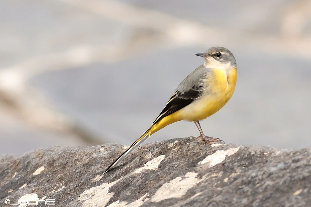 Grey Wagtail reference