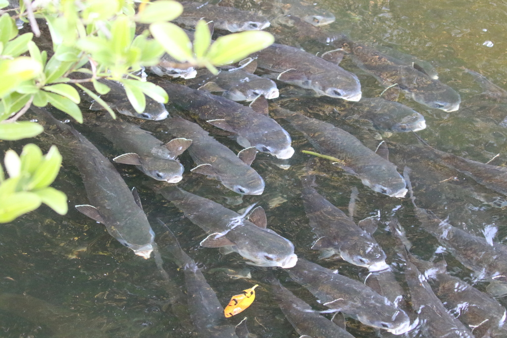 Sea Mullet reference