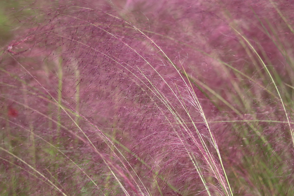Hairawn Muhly reference