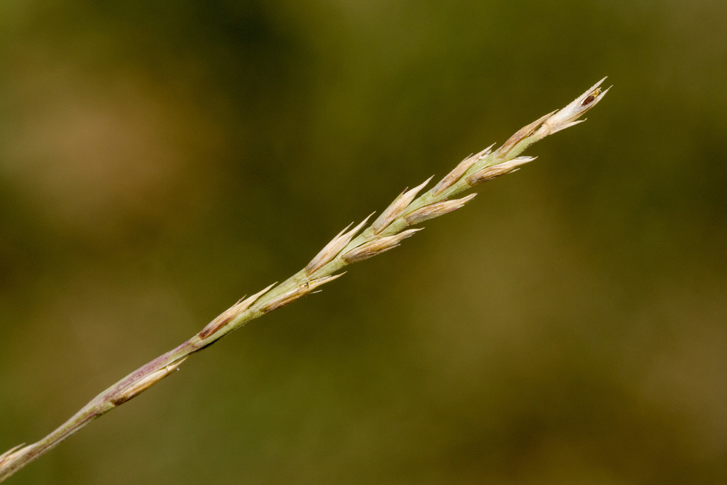 Tumblegrass reference