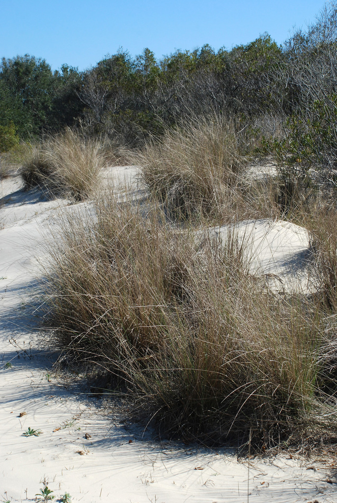Gulf muhly reference