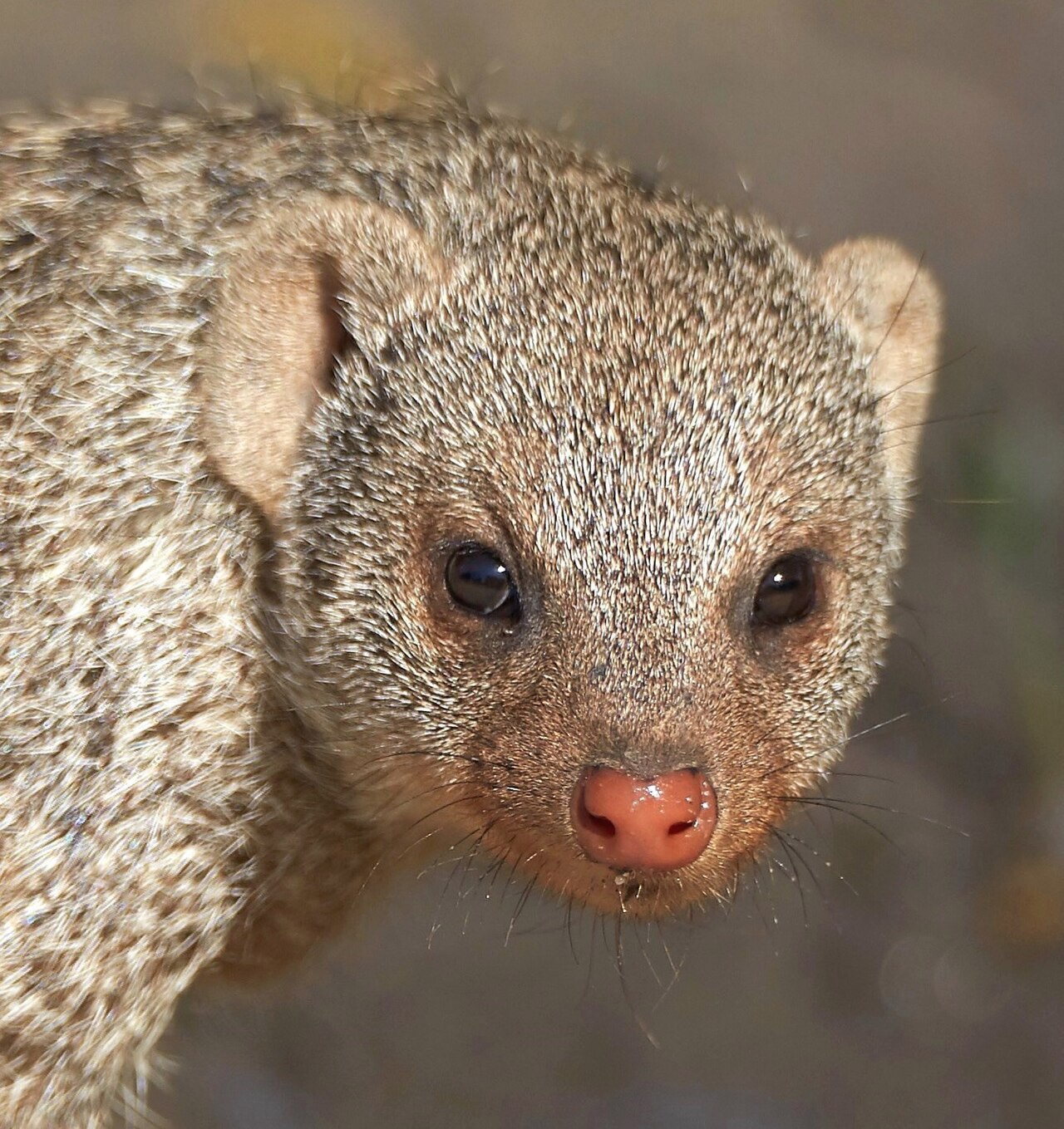 Banded Mongoose reference