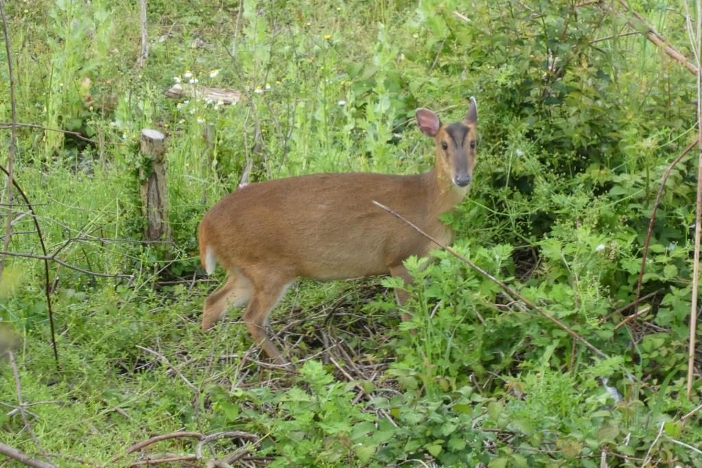 Chinese Muntjac