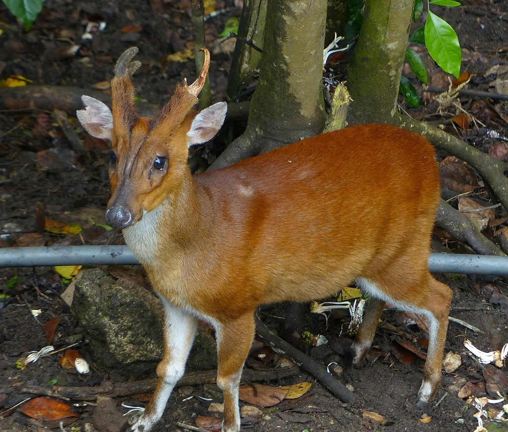 Northern Red Muntjac reference