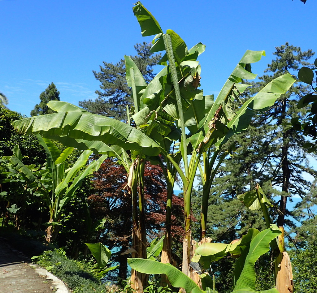 Japanese banana reference