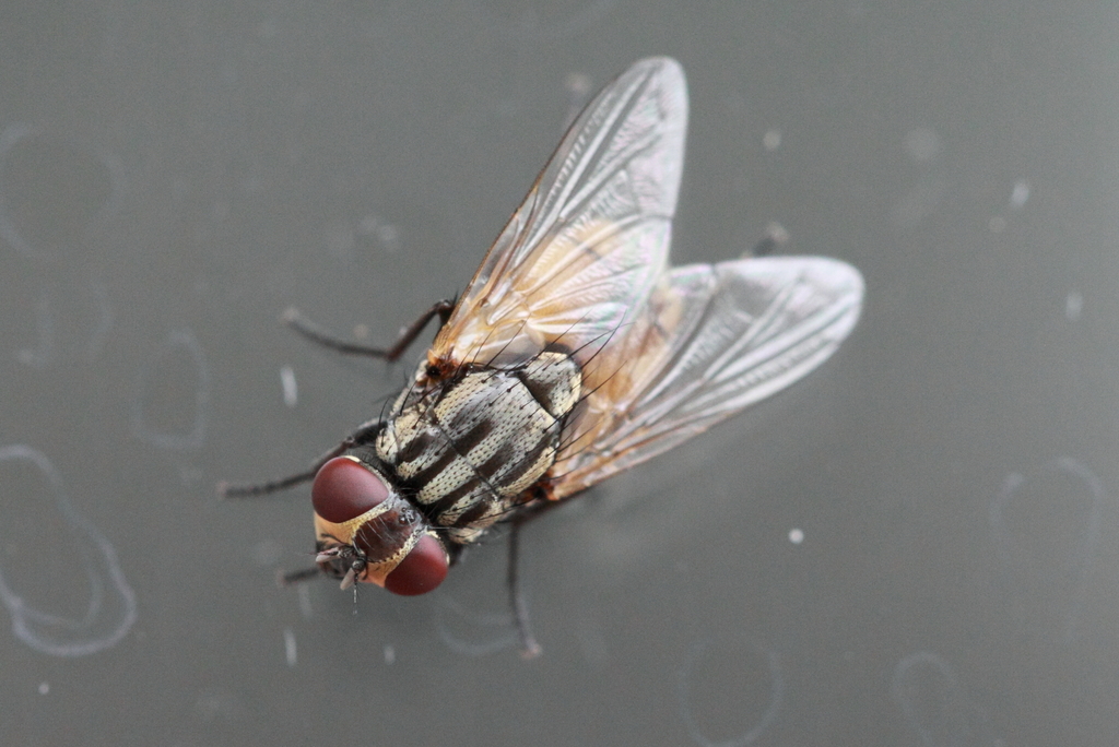 Common House Fly reference