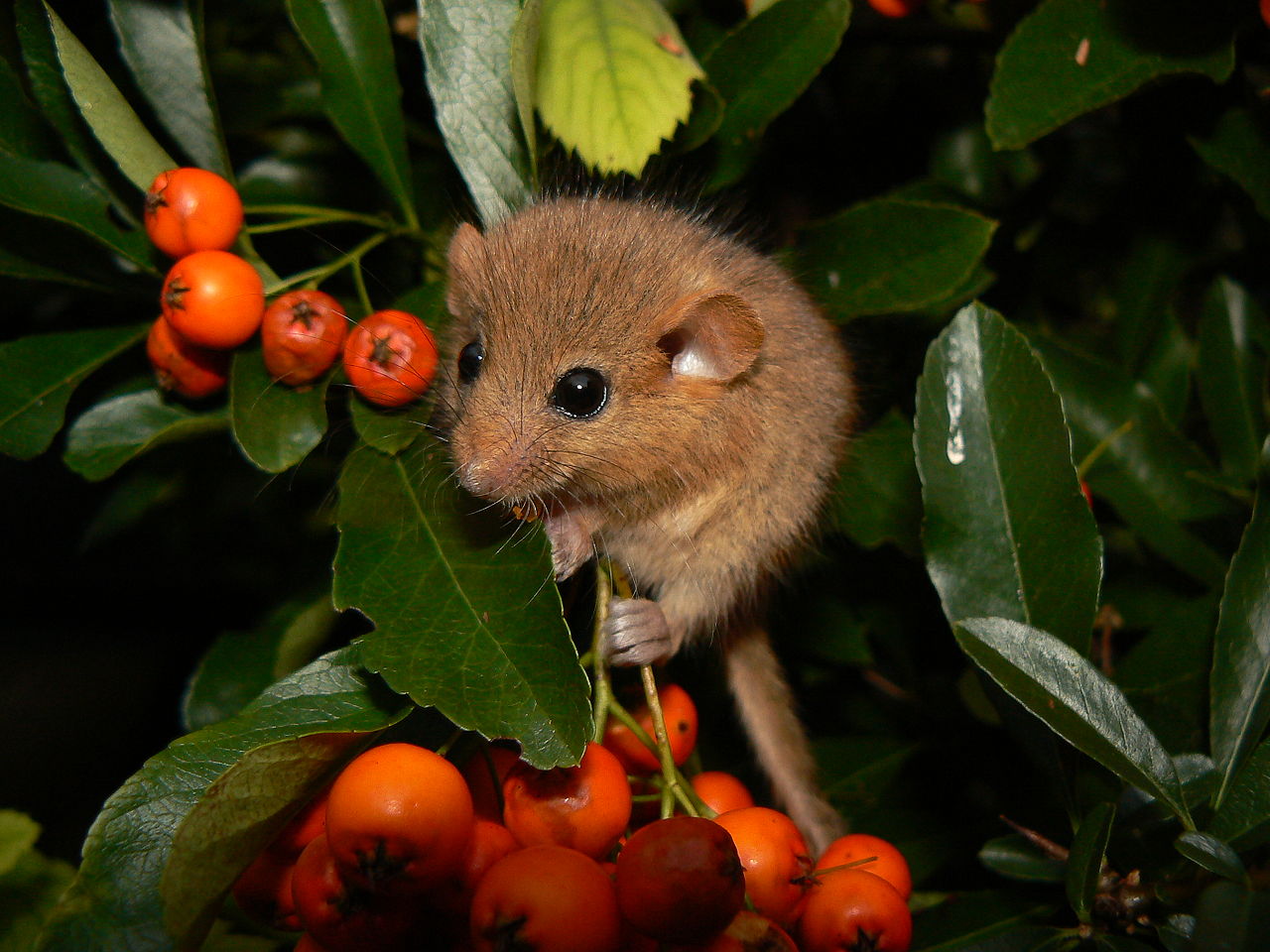 Hazel Dormouse reference