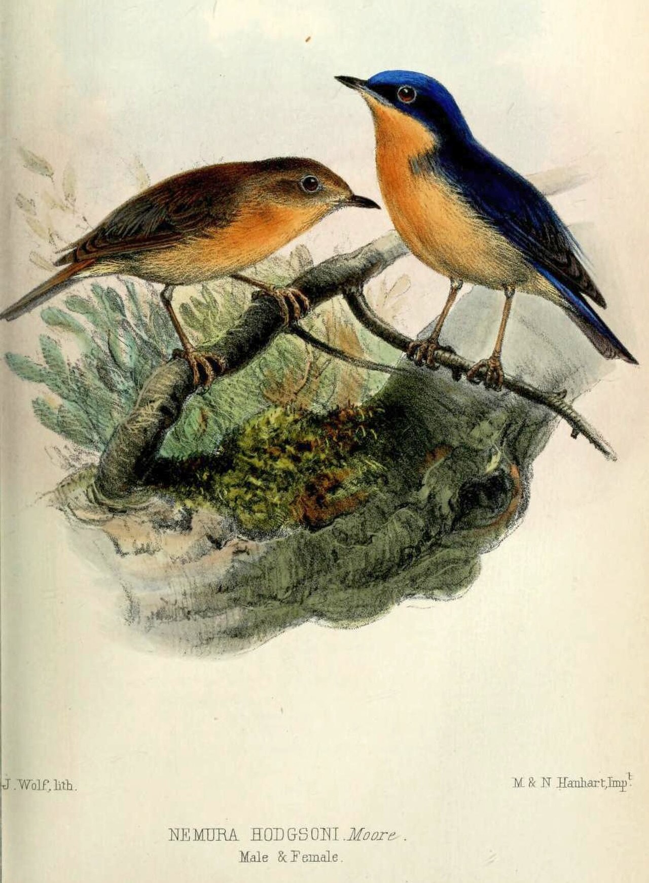 Pygmy Flycatcher reference