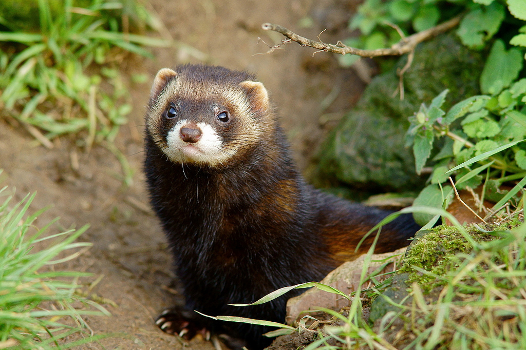European Polecat reference