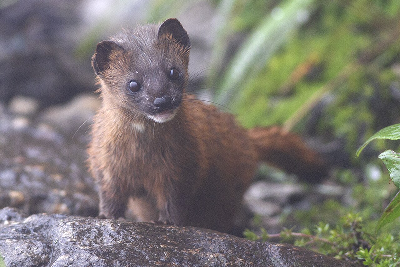 Siberian Weasel reference