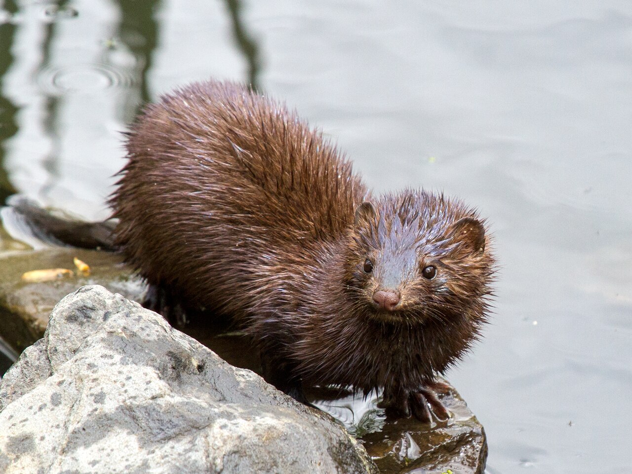 Mustela vison reference