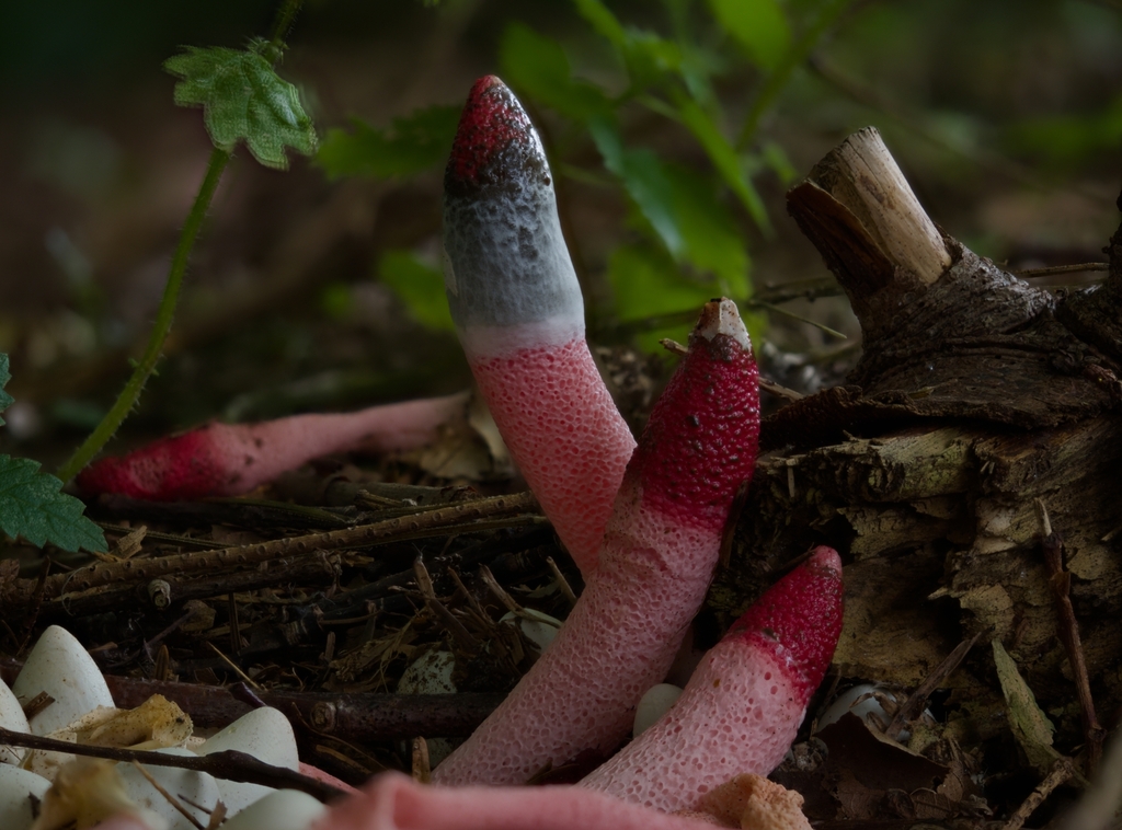 Red Stinkhorn reference