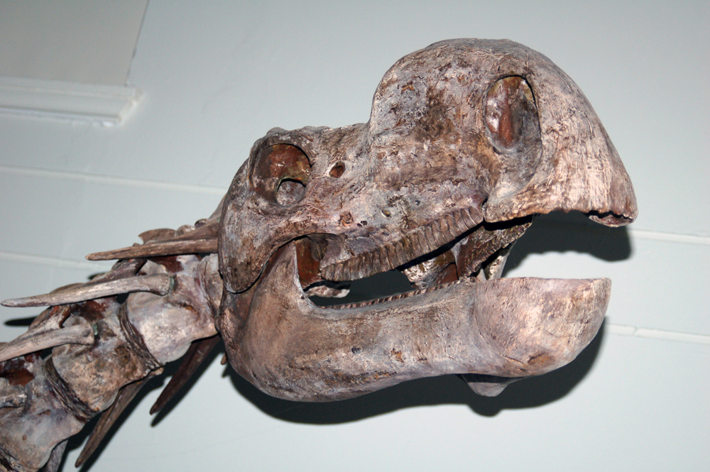 Muttaburrasaurus langdoni reference
