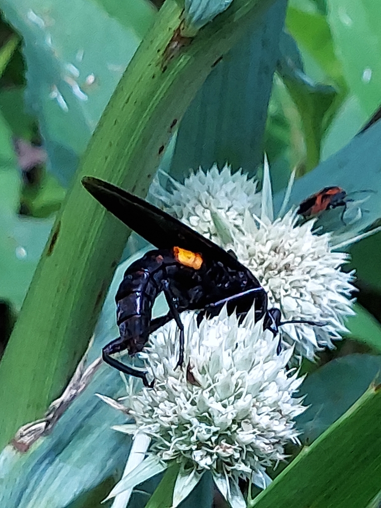 Clubbed Mydas Fly reference