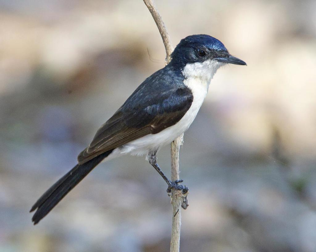 Restless Flycatcher reference
