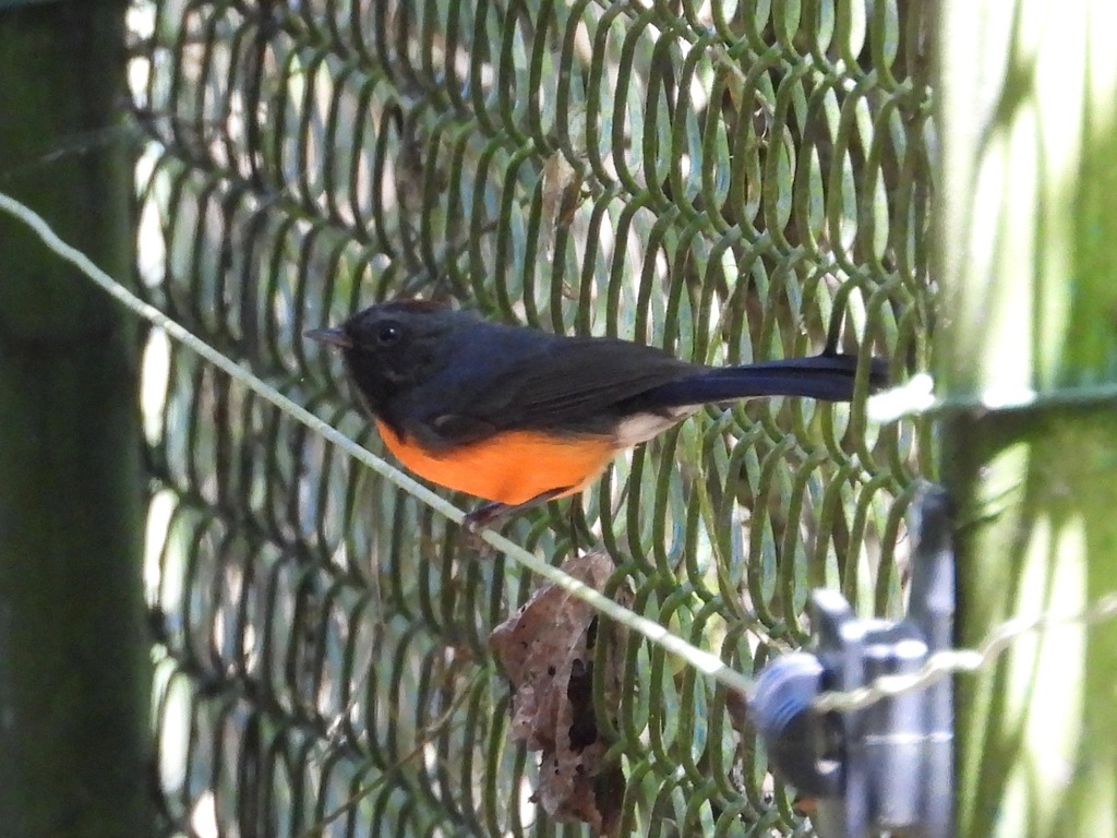 Slate-throated Redstart reference