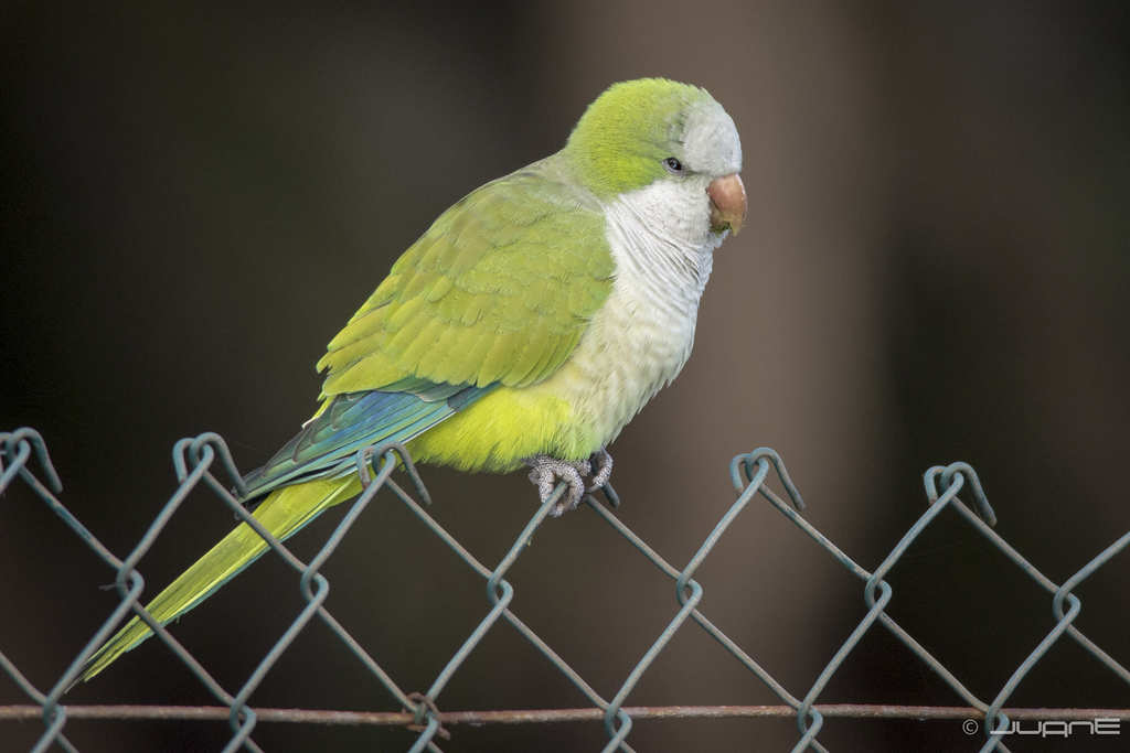 Monk Parakeet reference