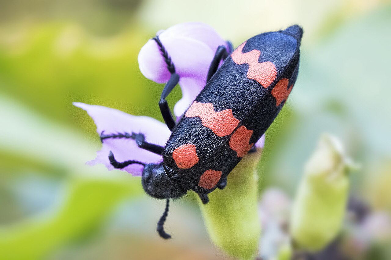 Blister Beetle reference