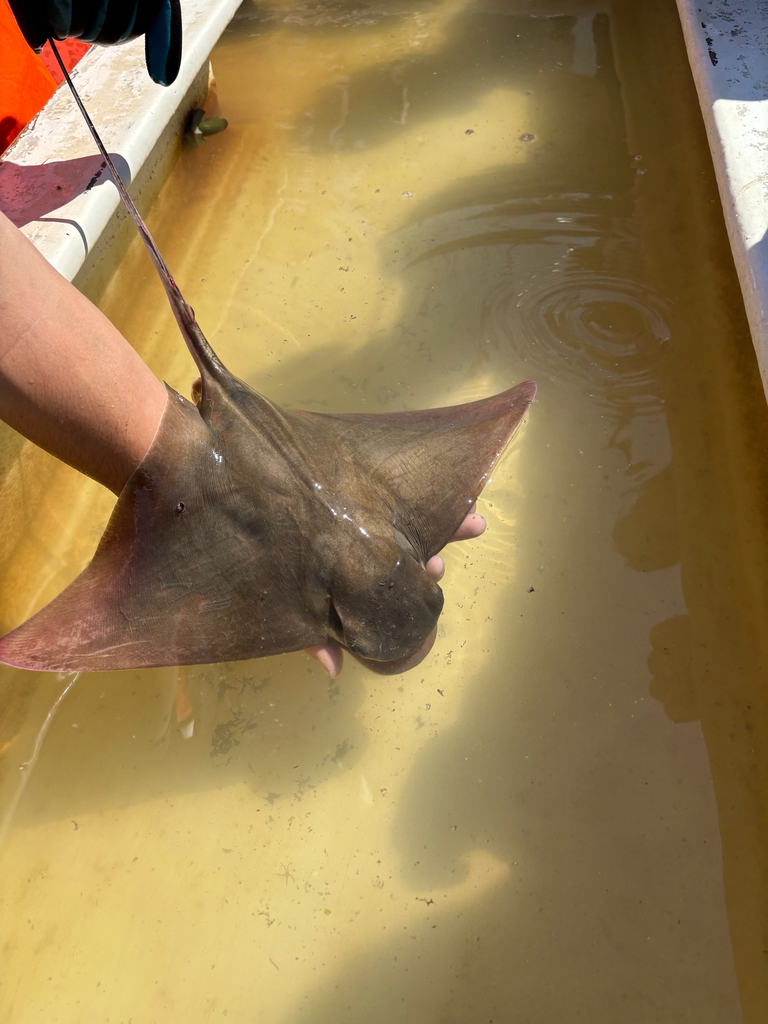 Bat Ray reference