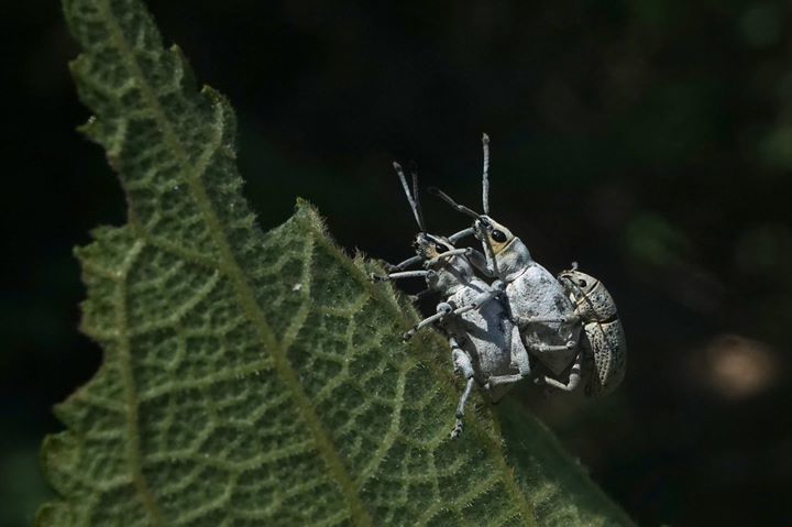 Sri Lanka Weevil reference