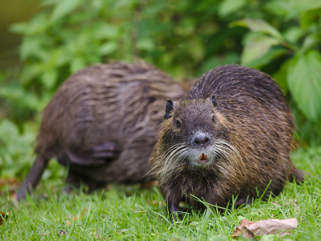 Coypu reference