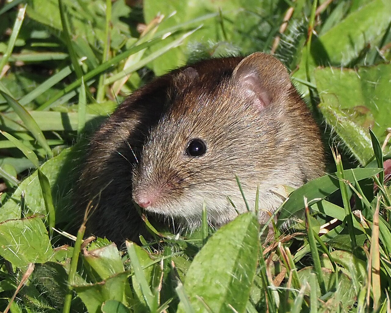 Southern Red-backed Vole reference