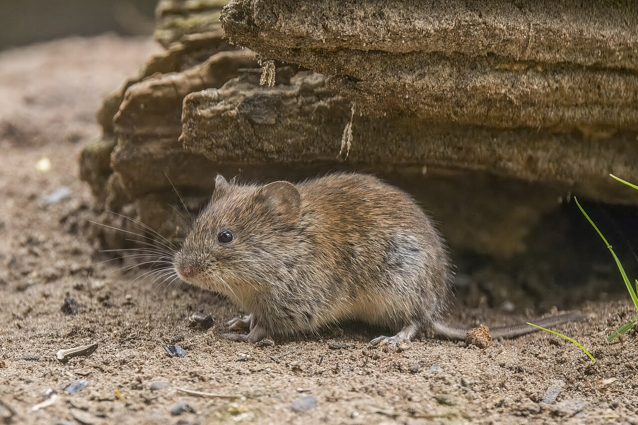 Myodes glareolus reference