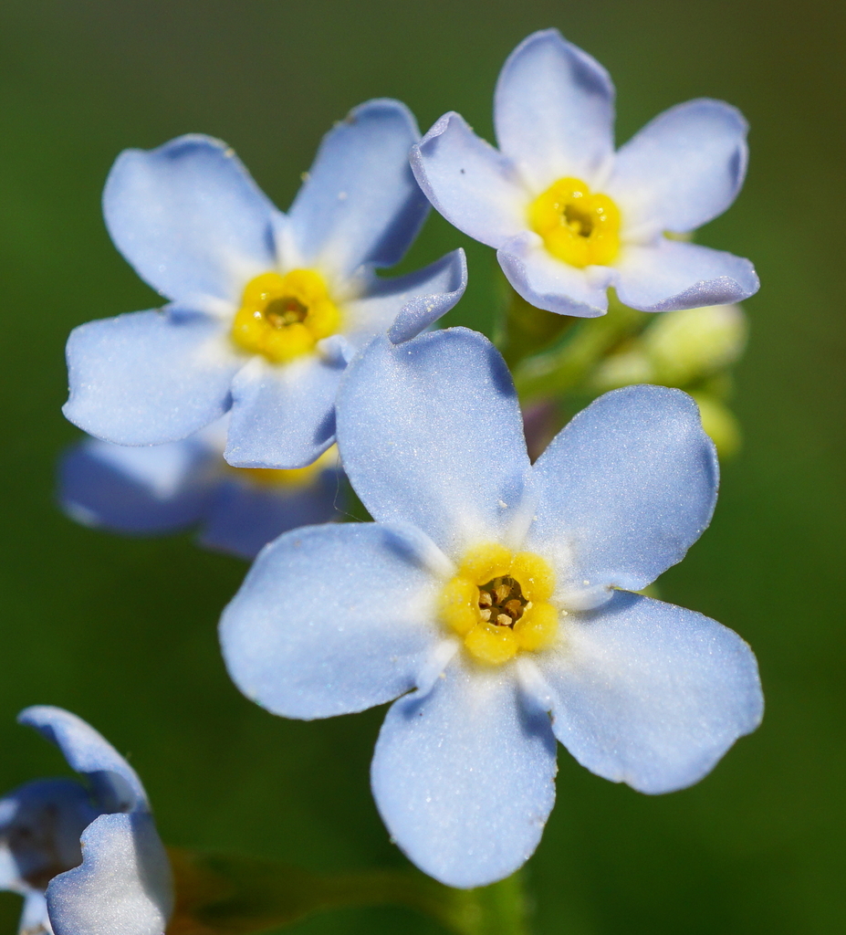 Water Forget-me-not reference