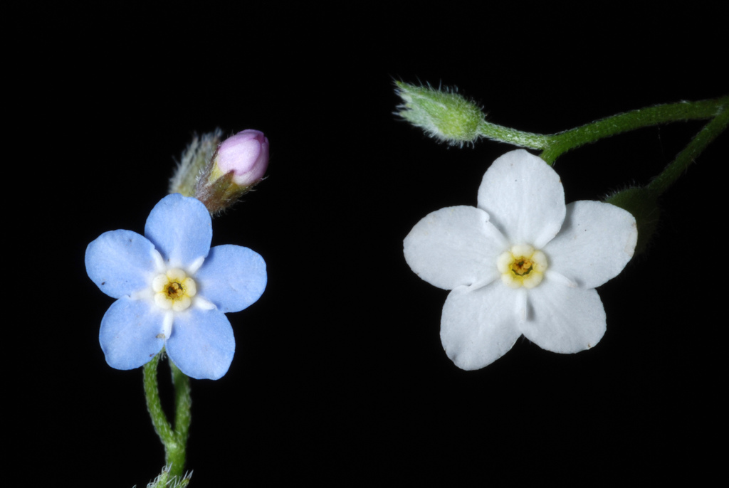 Wood Forget-me-not reference