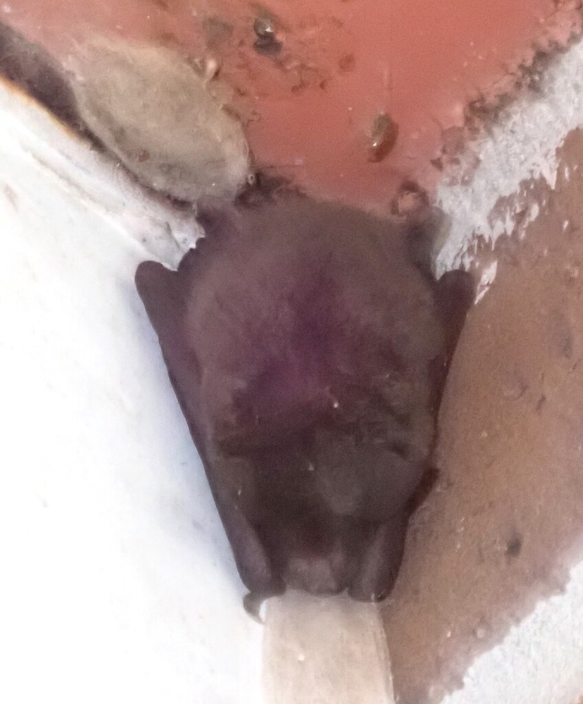 Southeastern Myotis reference
