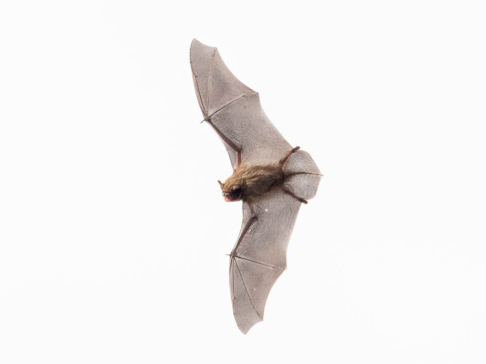 Daubenton's Bat reference