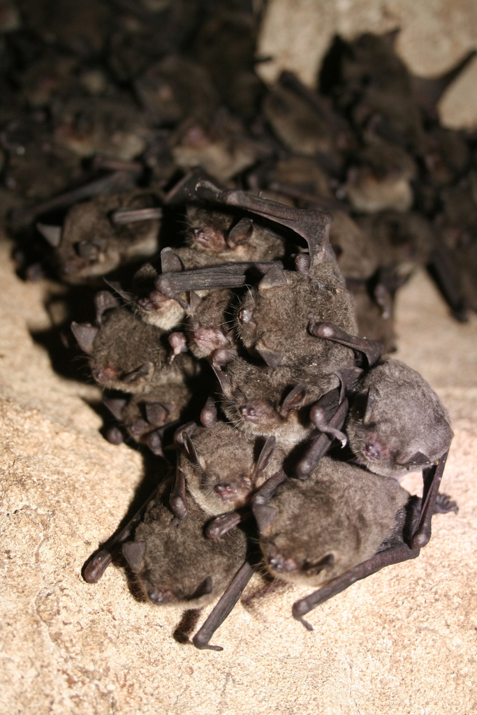 Gray Bat reference