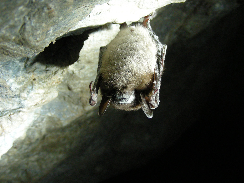 Little Brown Bat reference