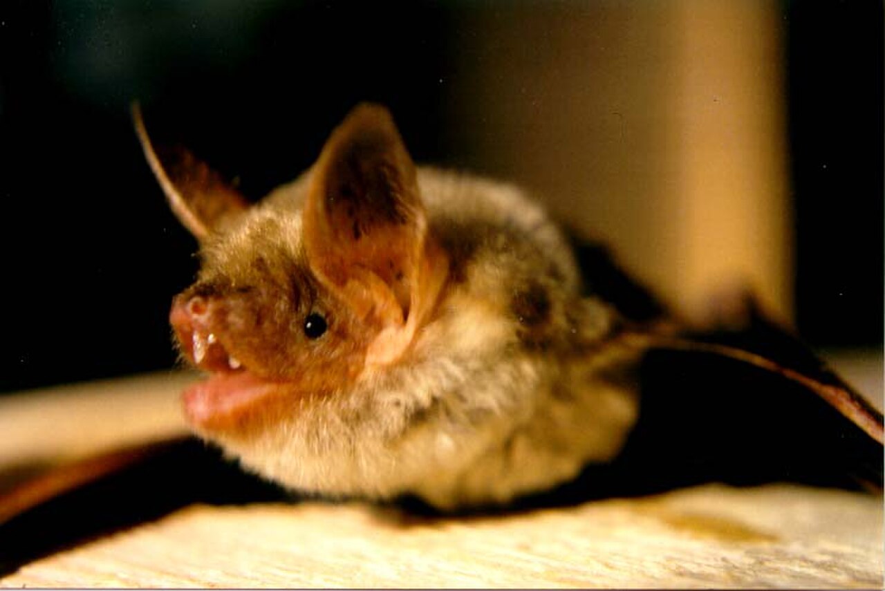 Little Brown Bat reference