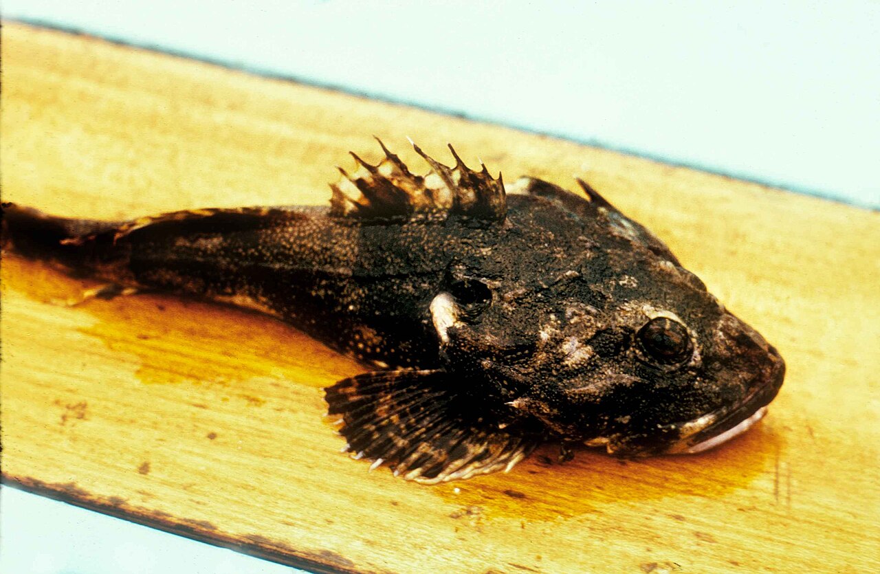 Great Sculpin reference