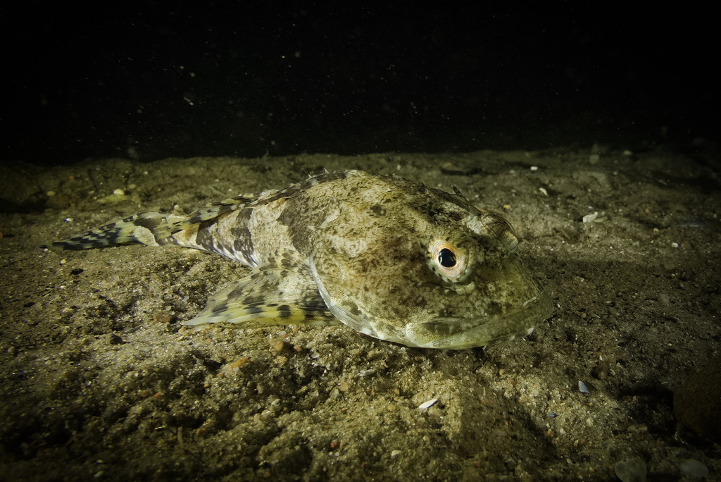 Shorthorn Sculpin reference