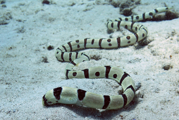 Harlequin Snake Eel reference