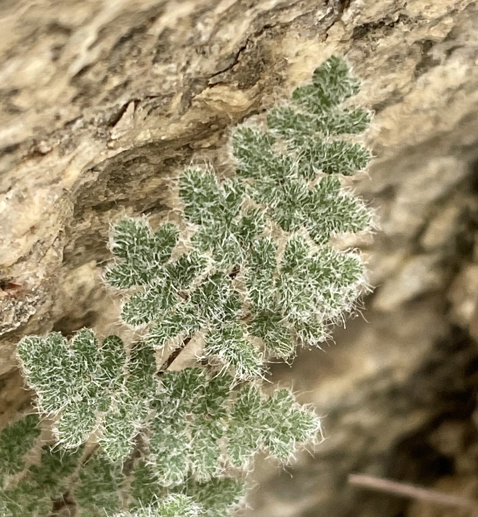 Parry's Lip Fern reference